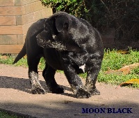 Moon black
